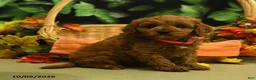 Cavapoo dogs for sale: Cinnamon - Ad 1