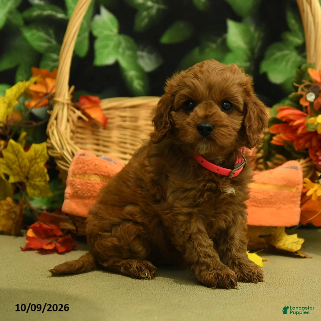 Cavapoo dogs for sale: Cinnamon - Ad 1