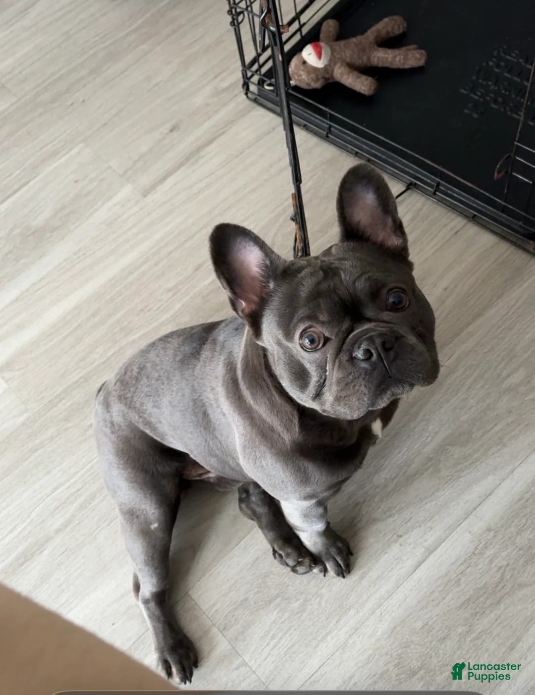 French Bulldog dogs for stud: Myylo - Ad 1