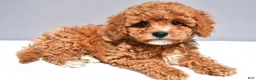 Cavapoo dogs for sale: Lexi - Ad 5
