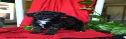 Bichpoo dogs for sale: Sandy - Ad 1
