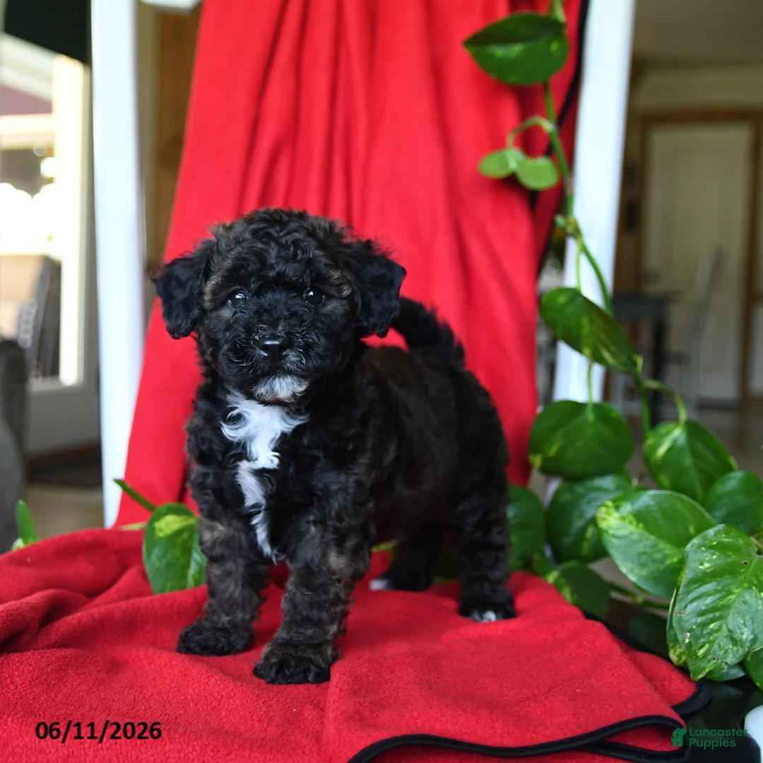 Bichpoo dogs for sale: Sandy - Ad 1