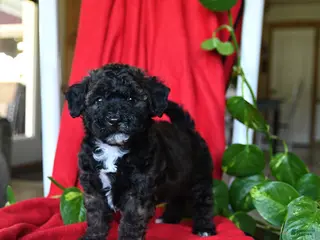 Bichpoo dogs for sale: Sandy - Ad 4