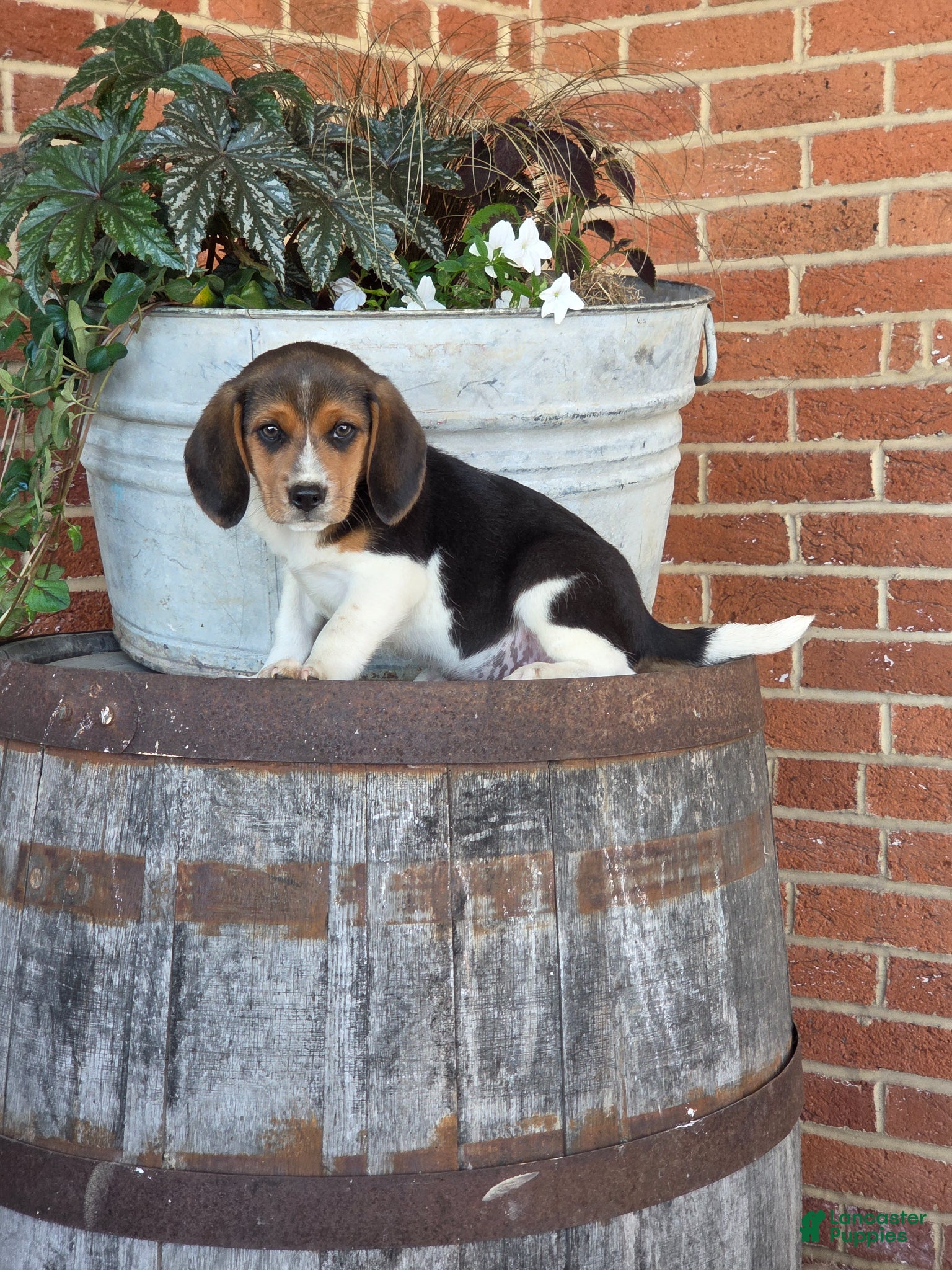 Beagle dogs Harlry - Ad 22