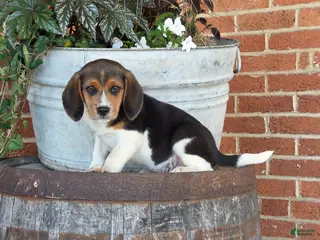 Beagle dogs Harlry - Ad 24