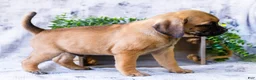 Puggle dogs for sale: Bear - Ad 4