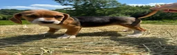 Beagle dogs for sale: Beagle 4 - Ad 6