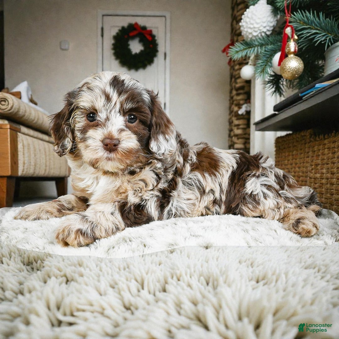 Cockapoo dogs for sale: dixie - Ad 3
