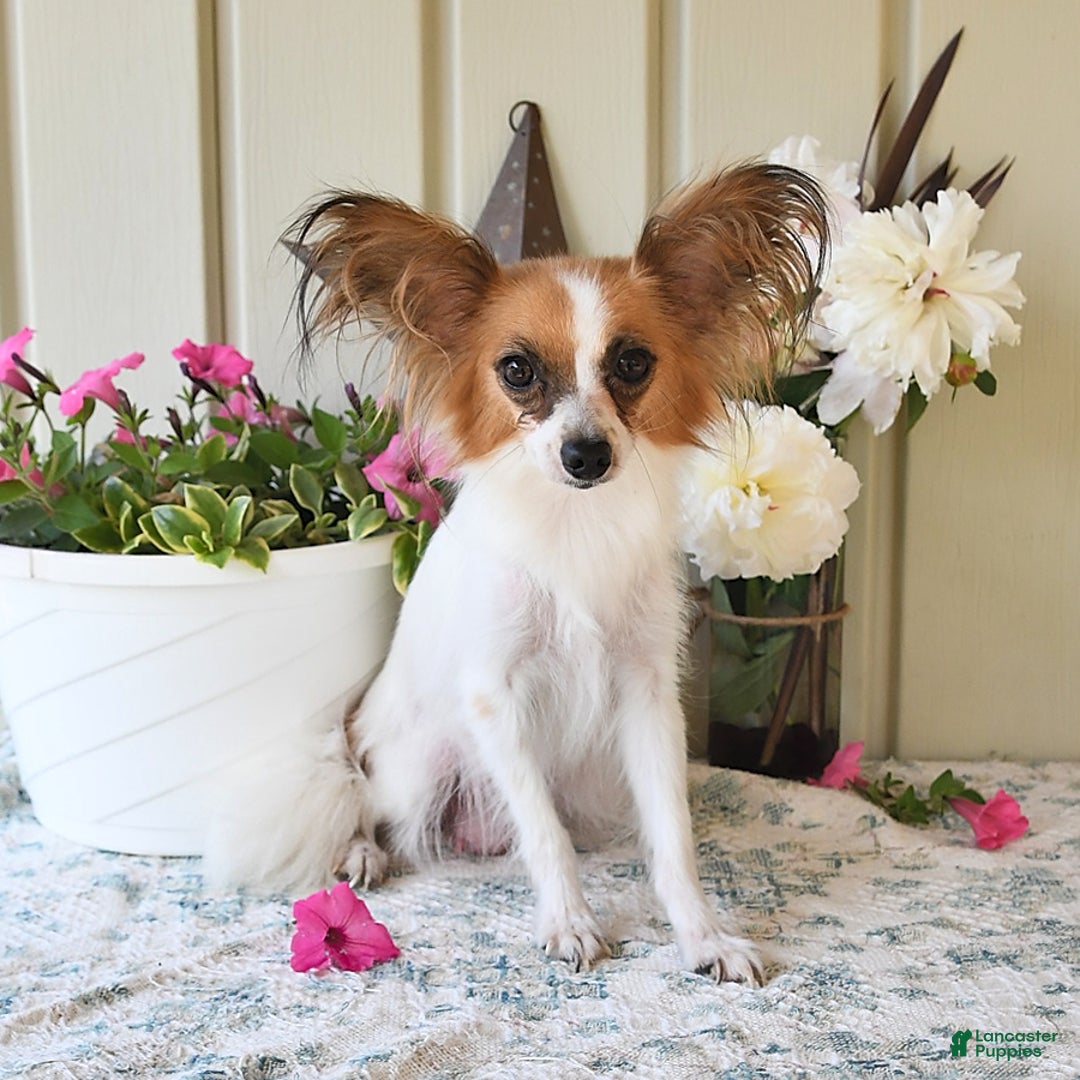 Papillon dogs for sale: Nelly - Ad 8