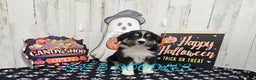 Miniature Australian Shepherd dogs for sale: Spiderman - Ad 3