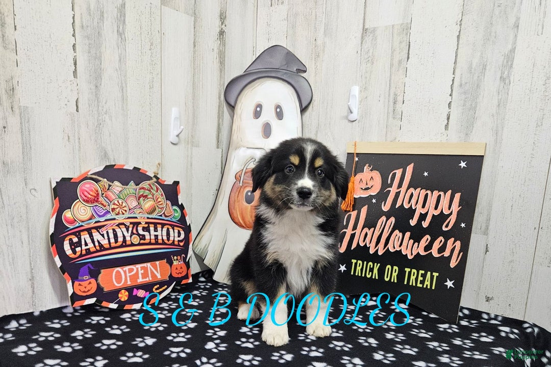 Miniature Australian Shepherd dogs for sale: Spiderman - Ad 3