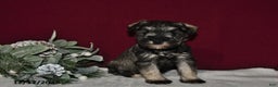 Miniature Schnauzer dogs for sale: Roxy - Ad 3