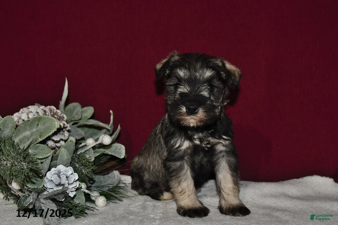 Miniature Schnauzer dogs for sale: Roxy - Ad 3
