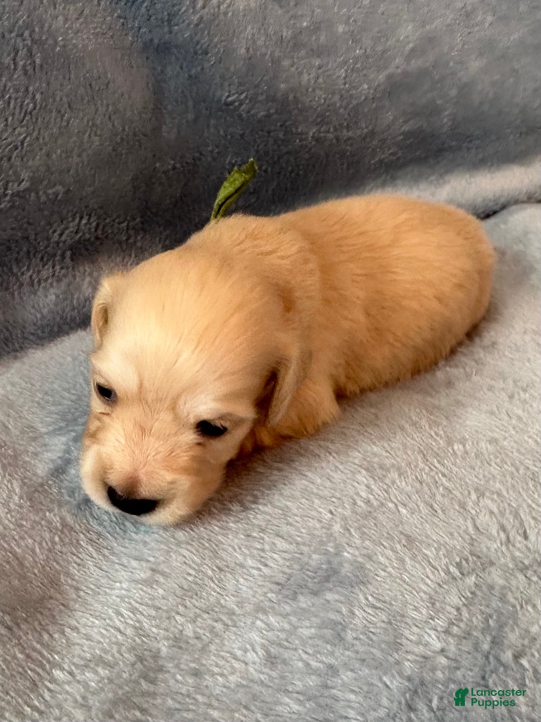 Golden Retriever Puppy Week Old Puppy Sleep AKC Herbie For Sale In