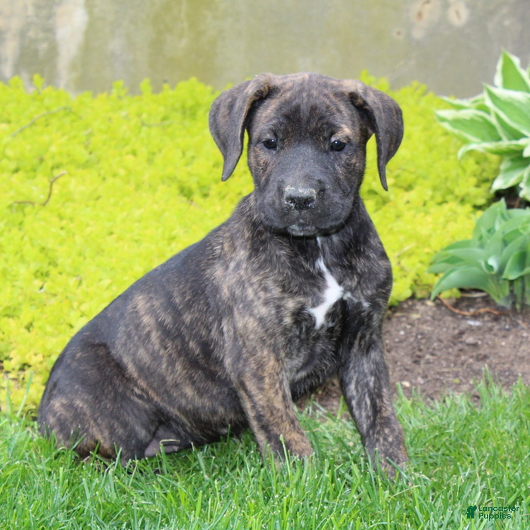 Gallery Image {{count}}