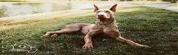 Doberman Pinscher dogs for sale: Kaladin  - Ad 1