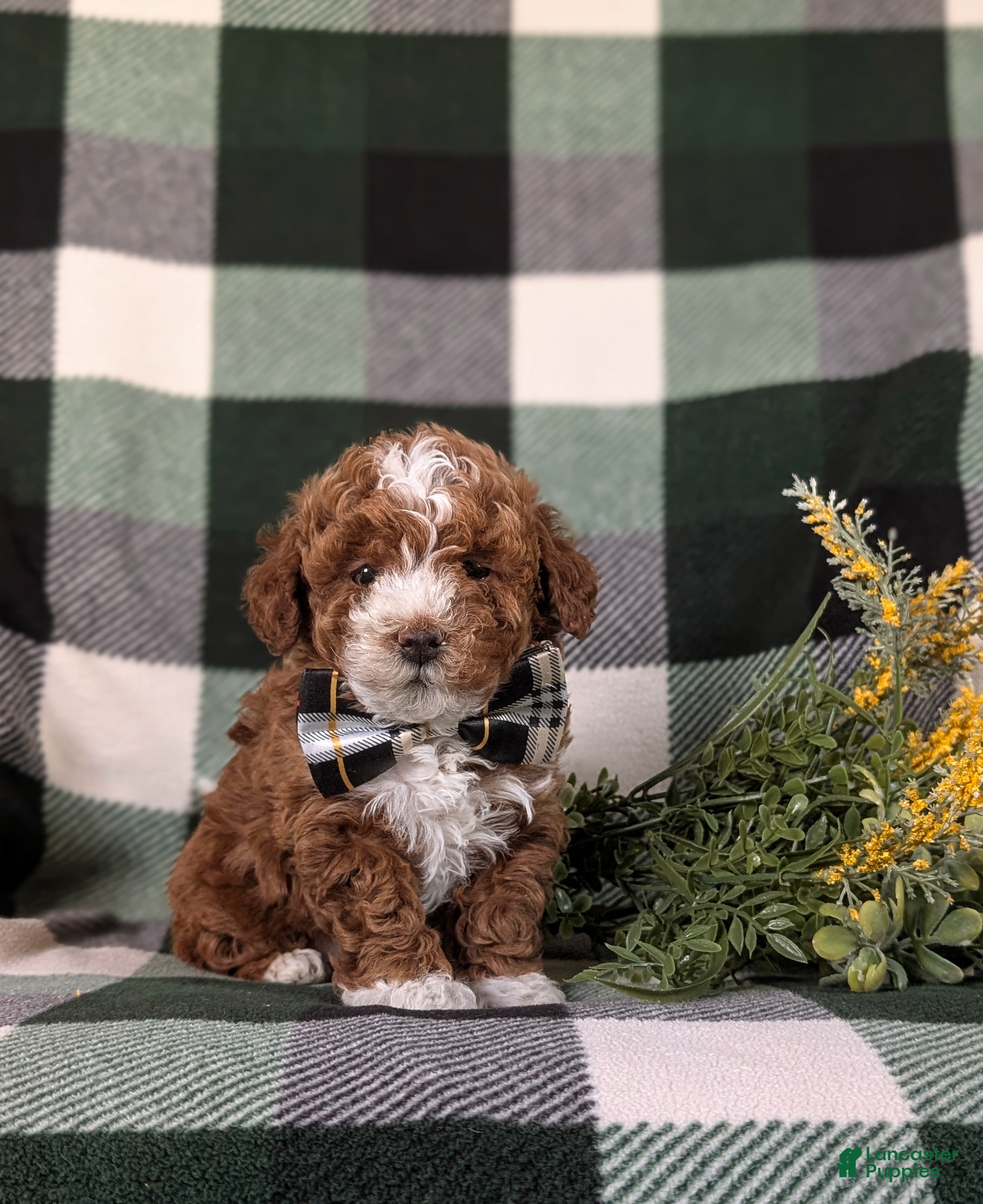 Lhasapoo dogs Ian Hypoallergenic - Ad 2