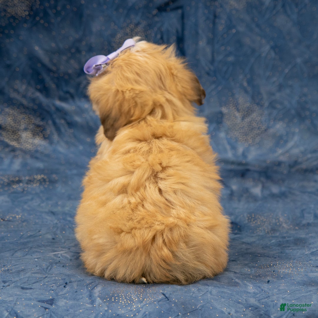 Havapoo dogs for sale: Eva - Ad 6