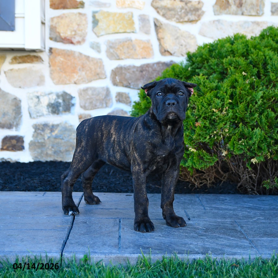 Cane Corso dogs Tinker - Ad 1