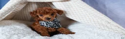 Toy Poodle dogs for sale: Tino - Ad 3