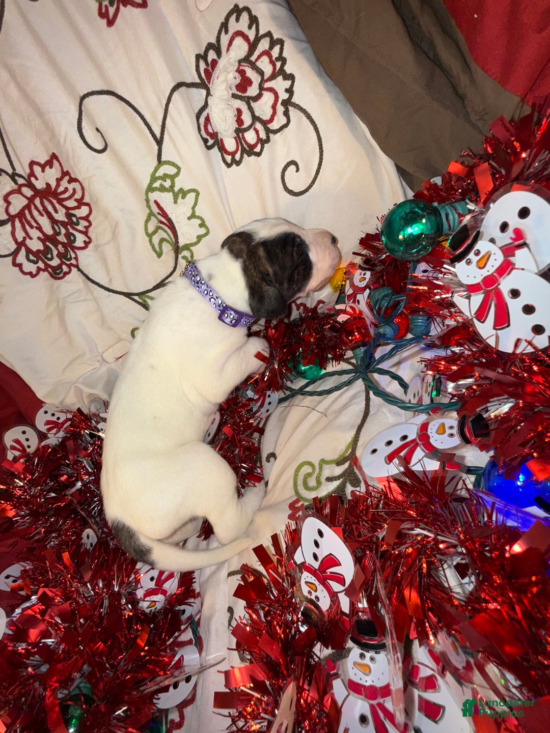 Great Dane dogs for sale: Vicky - Ad 12