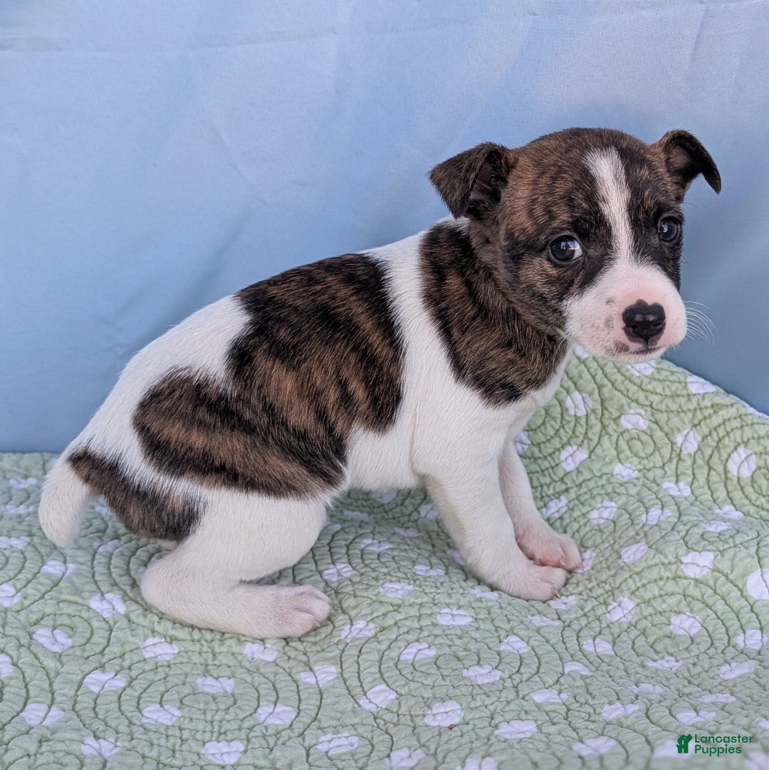 Rat Terrier dogs for sale: Chai - Ad 4