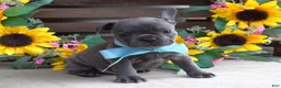 French Bulldog dogs for sale: Louie - Ad 4