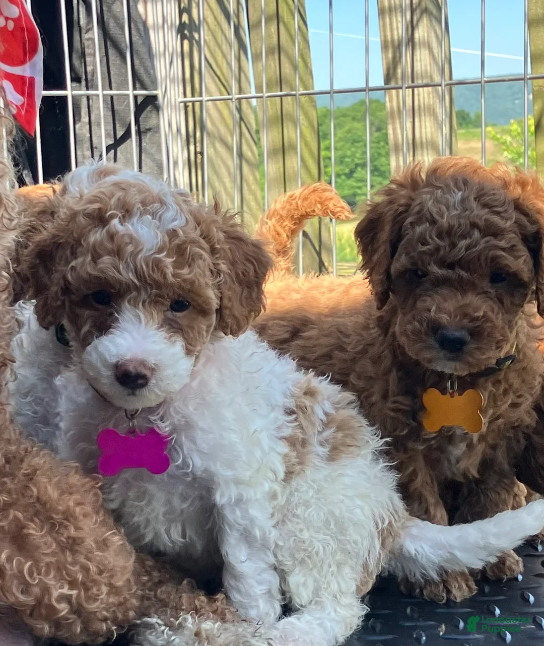 Miniature Poodle dogs for sale: Macchiato  - Ad 2