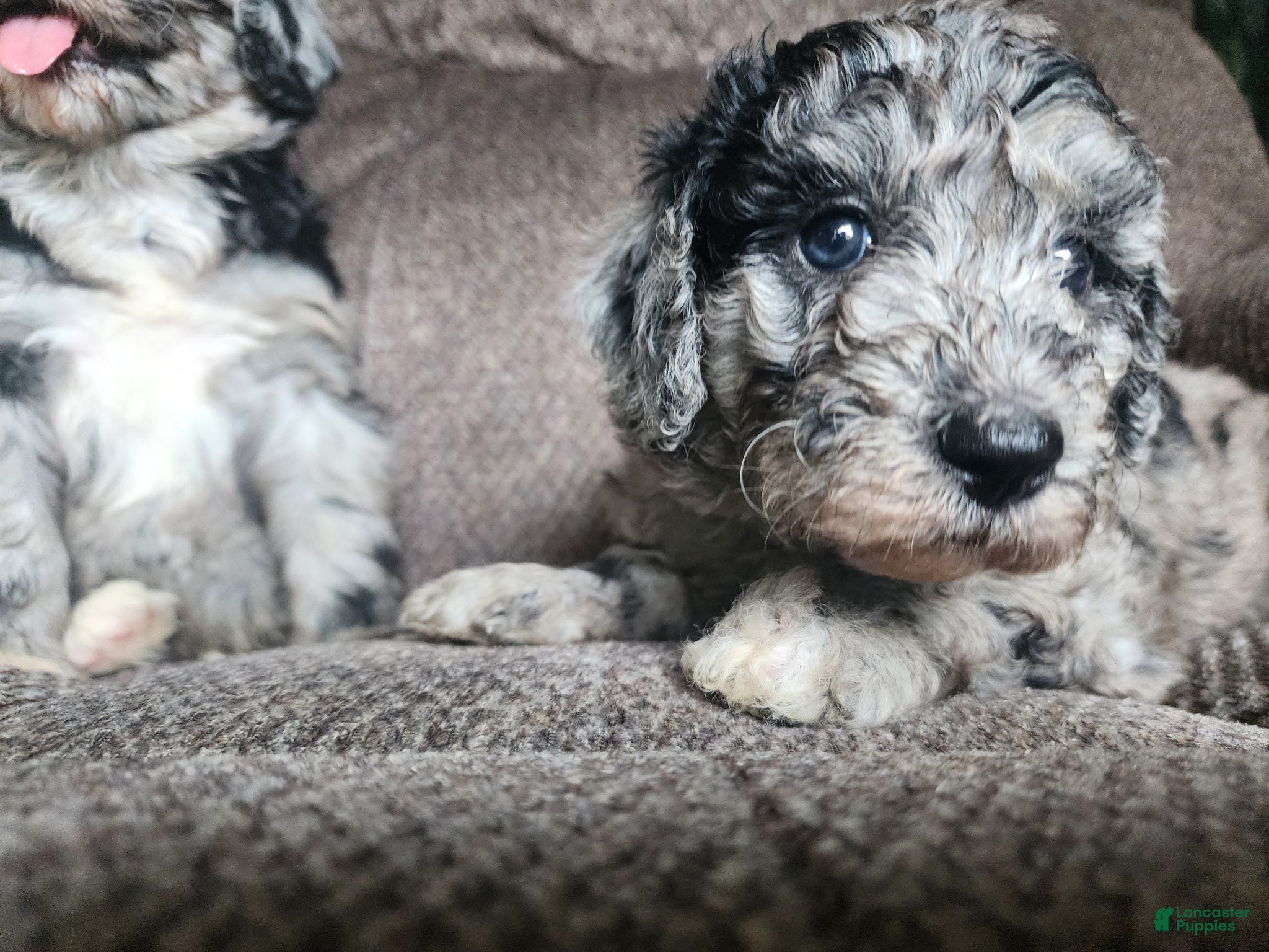 Mini Sheepadoodle dogs Grace - Ad 1