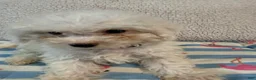 Bichon Frise dogs for sale: Bichon Frise blue - Ad 4