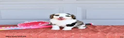 Mixed Breed dogs for sale: Luna  - Ad 3