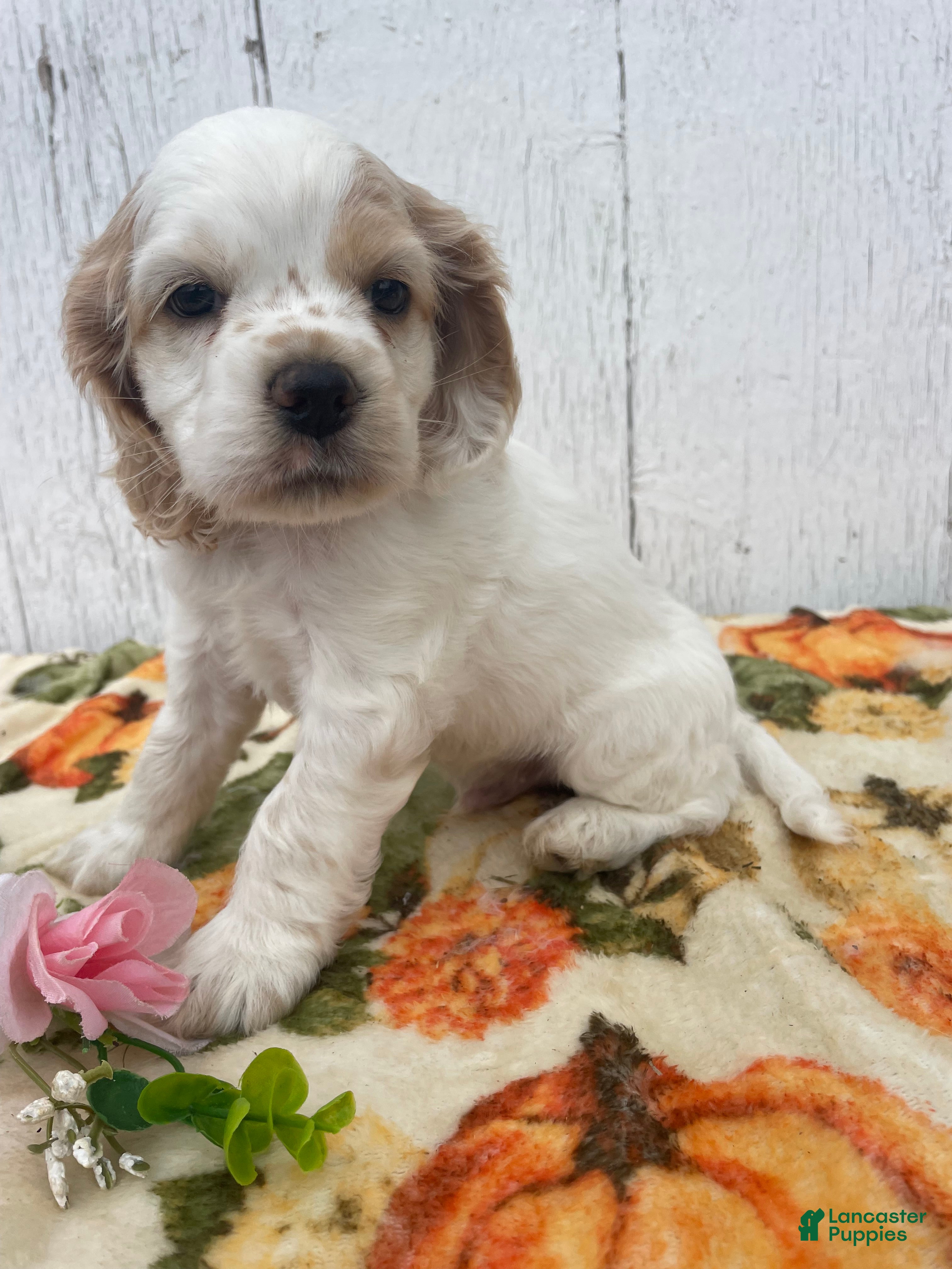 Cocker Spaniel dogs Checkers - Ad 38