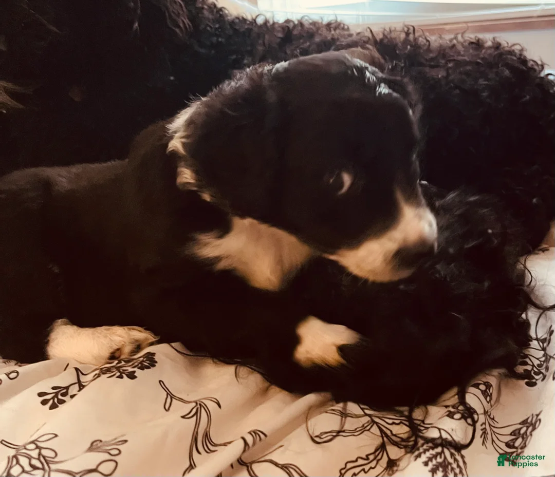 Aussiedoodle dogs for sale: Socks  - Ad 3