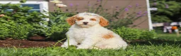 Miniature Poodle dogs for sale: Betty - Ad 7