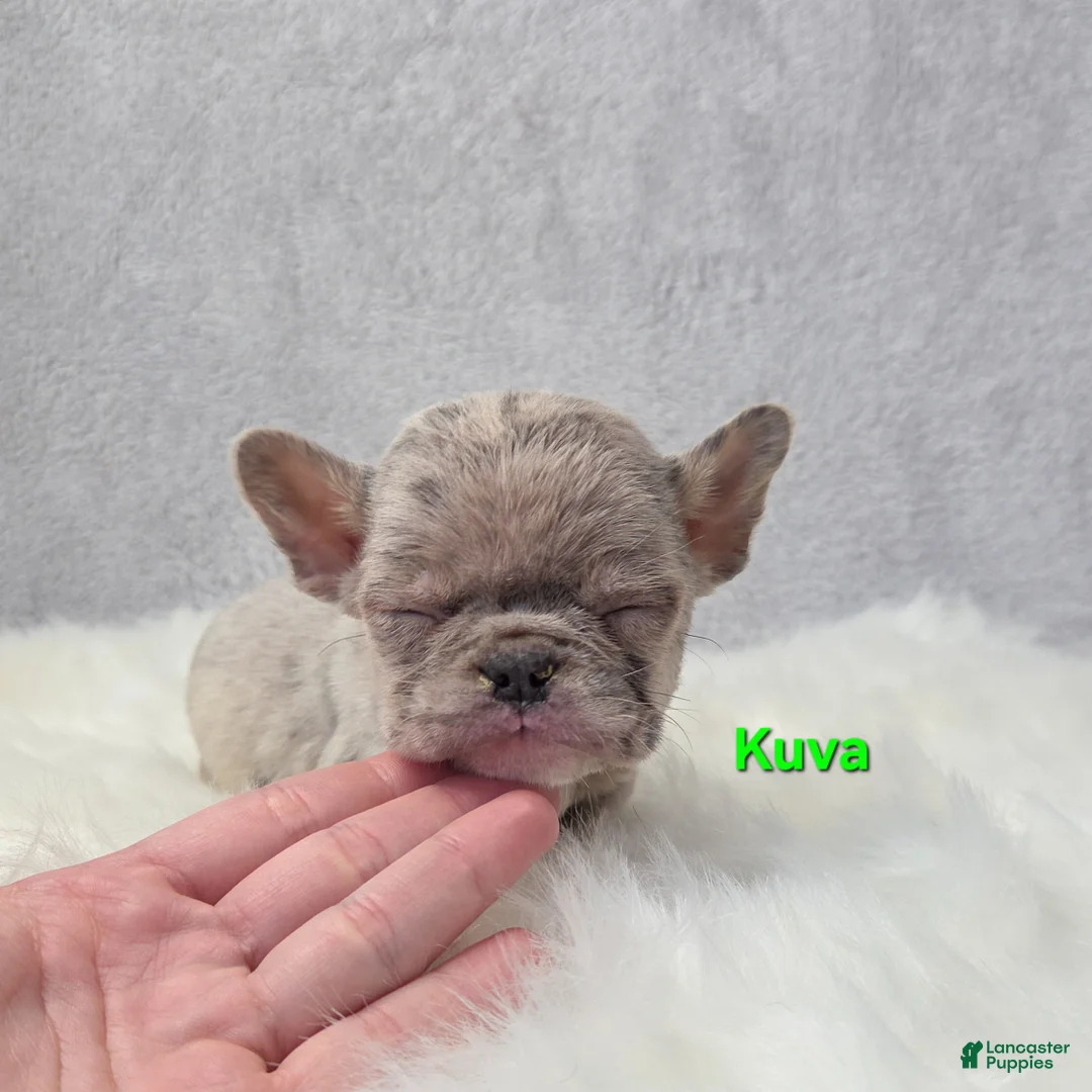 Mixed Breed dogs for sale: Kuva - Ad 4