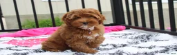 Cockapoo dogs for sale: Penny - Ad 5