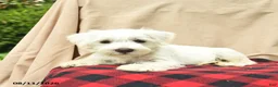 Miniature Schnauzer dogs for sale: Lilah  - Ad 3