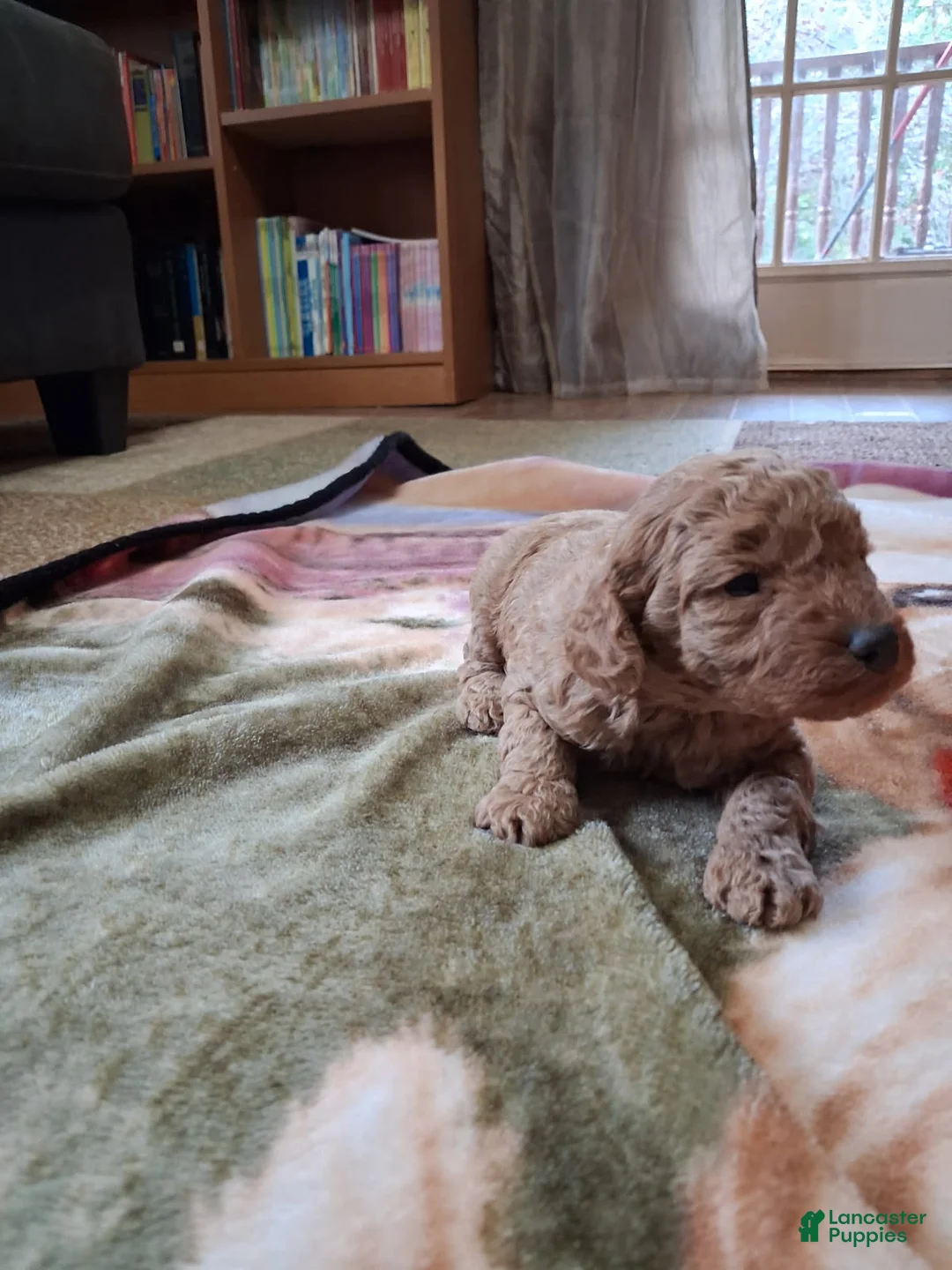 Mini Goldendoodle dogs for sale: Ashlee - Ad 1