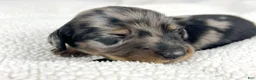 Miniature Dachshund dogs for sale: Strawberry - Ad 5