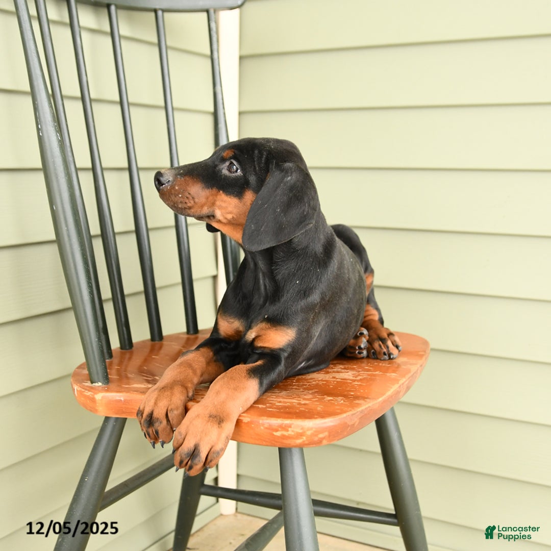 Doberman Pinscher dogs for sale: Hannah - Ad 5
