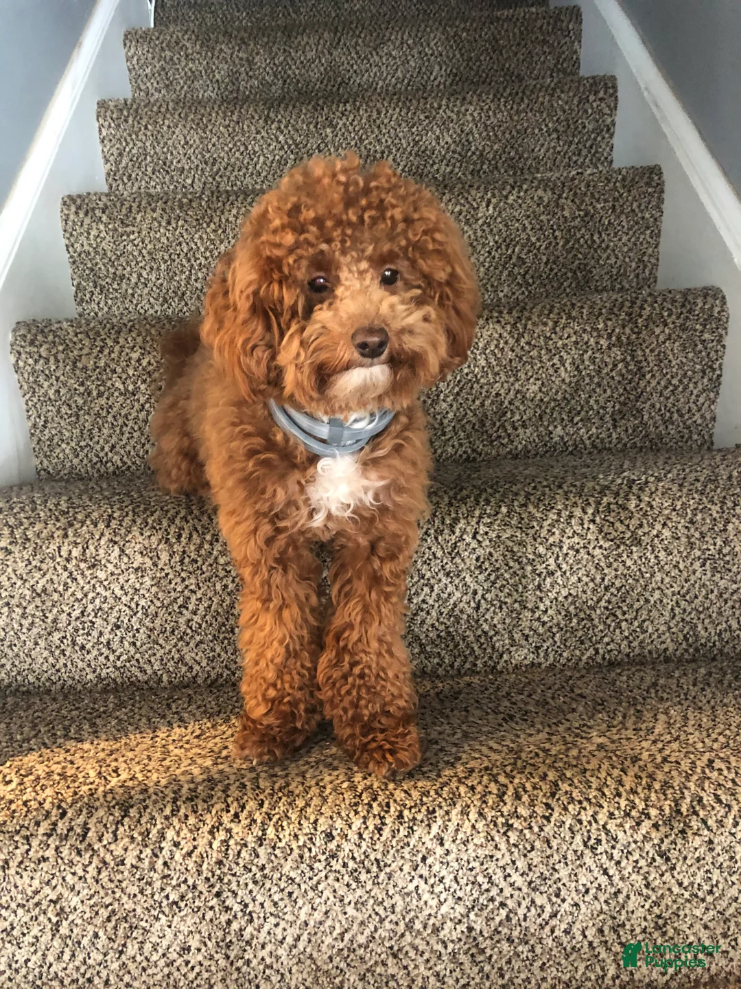 Mini Goldendoodle dogs for sale: Bentley - Ad 3