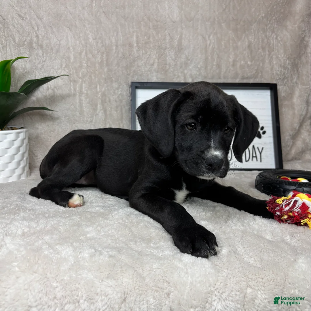 Mixed Breed dogs for sale: Sophie - Ad 7