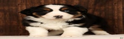 Miniature Australian Shepherd dogs for sale: Rio - Ad 9