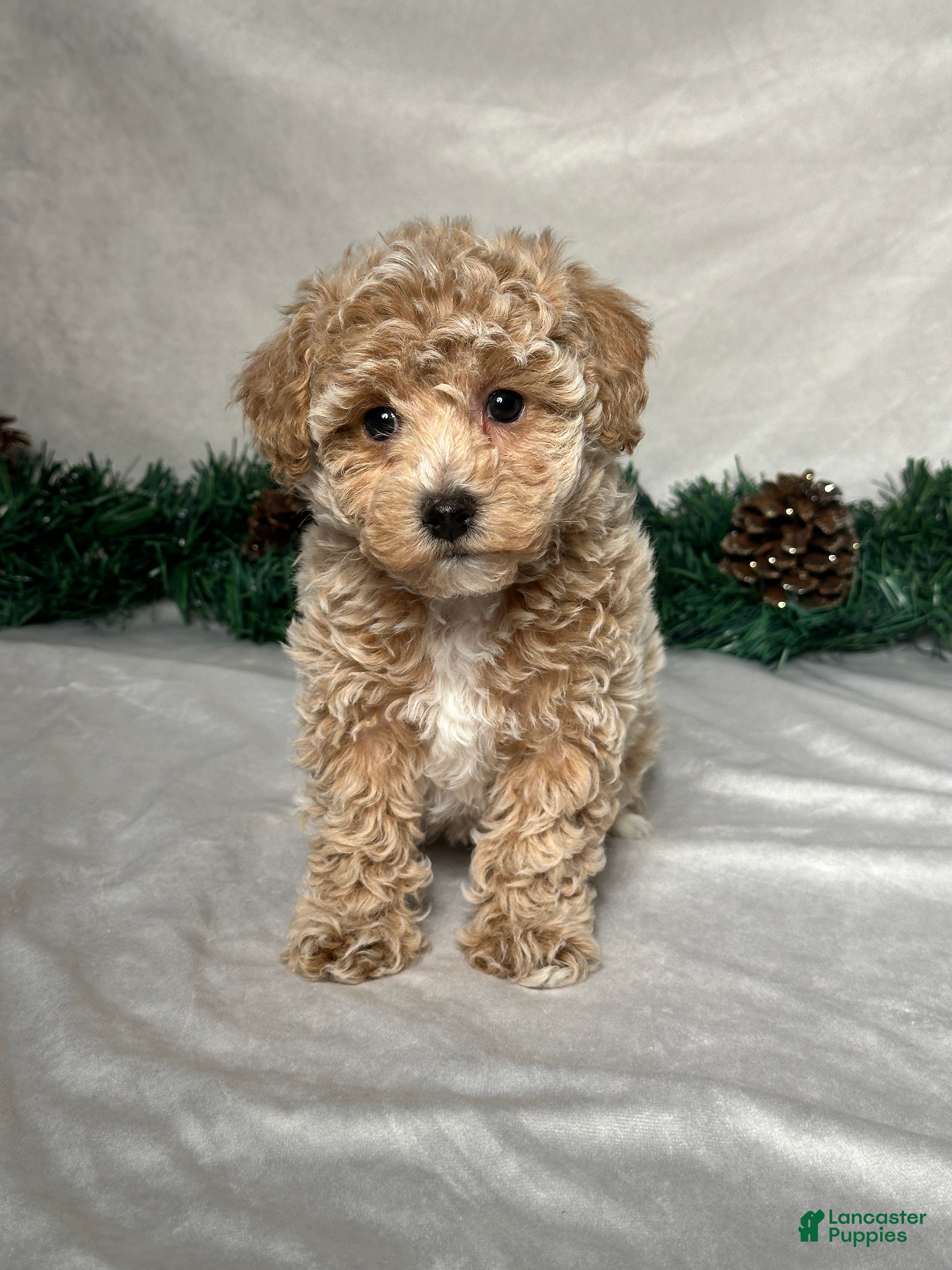 Bichpoo dogs Heidi - Ad 37