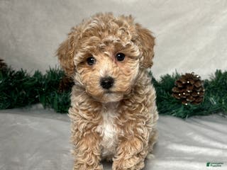 Bichpoo dogs Heidi - Ad 37