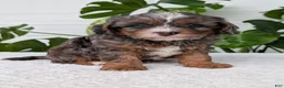 Cavapoo dogs for sale: Asher - Ad 21