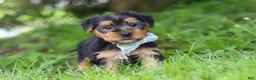 Morkie dogs for sale: Marcus - Ad 1