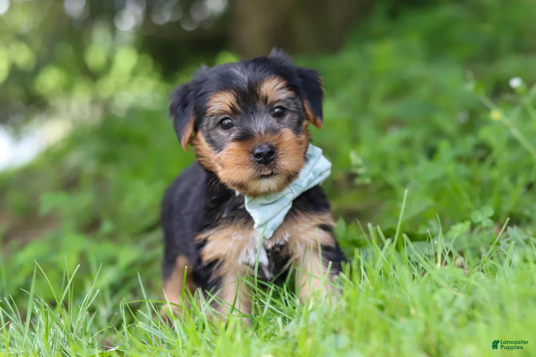 Morkie dogs for sale: Marcus - Ad 1
