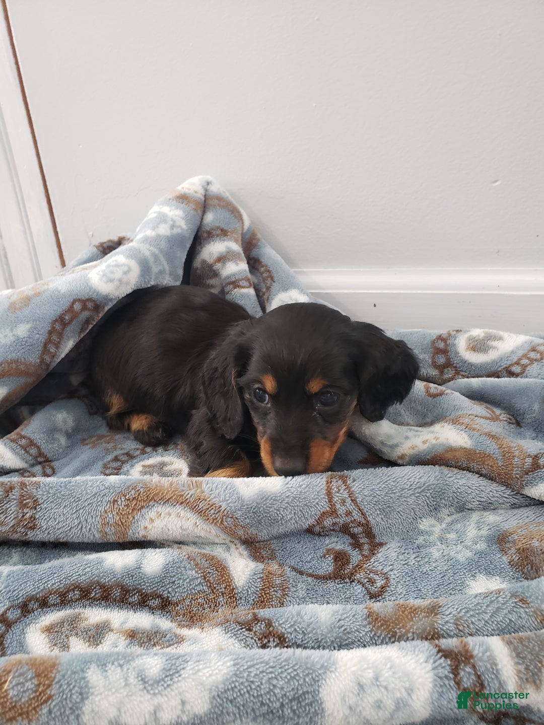 Miniature Dachshund dogs for sale: Theo - Ad 9
