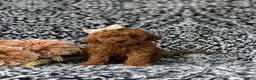 Miniature Poodle dogs for sale: Sherrie AKC Registered - Ad 4